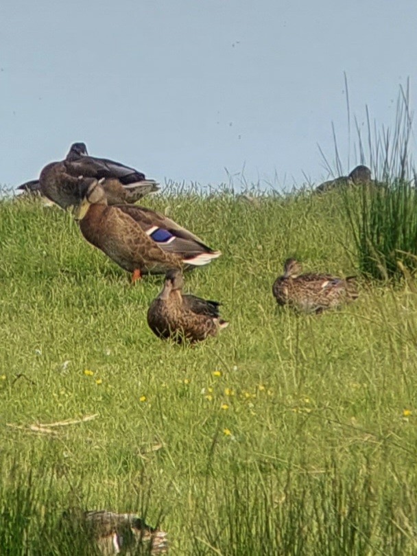 Northern Shoveler - ML592871111