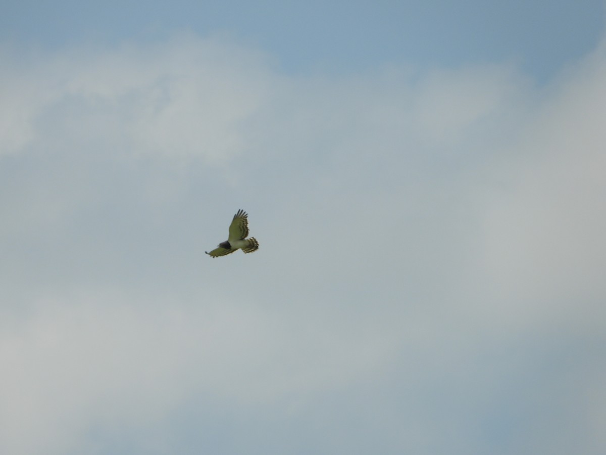 Black-chested Snake-Eagle - Jonathan Onongo