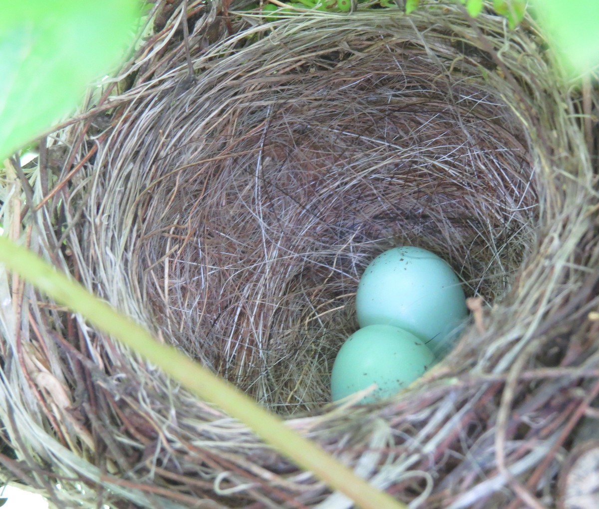 Chipping Sparrow - Steven Hopp