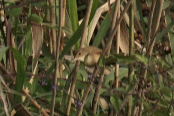 Common Reed Warbler - ML592871481