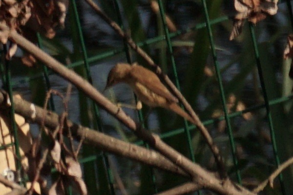 Common Reed Warbler - ML592871601