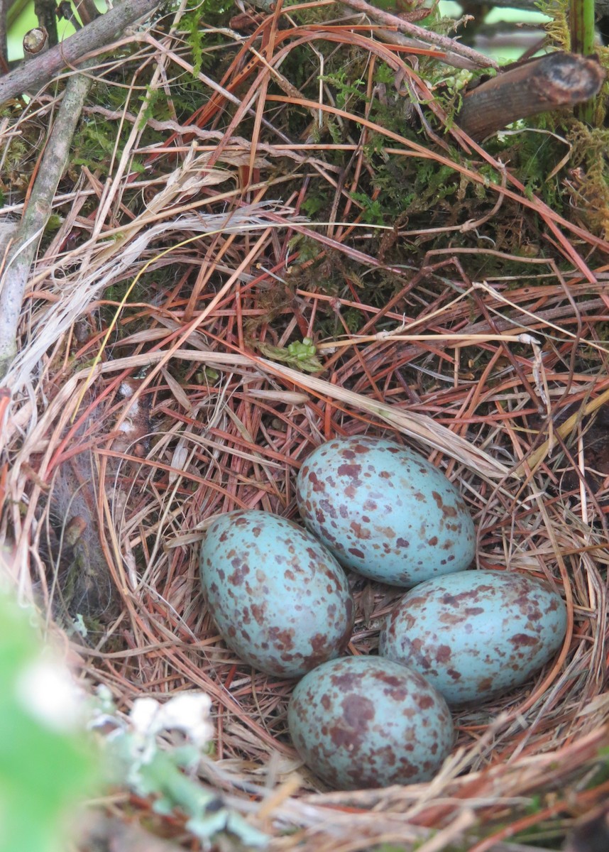 Northern Mockingbird - Steven Hopp
