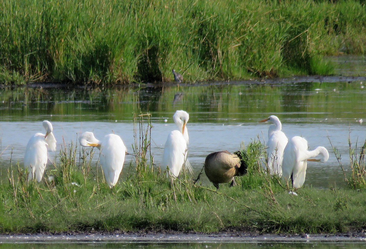 Great Egret - ML592872731