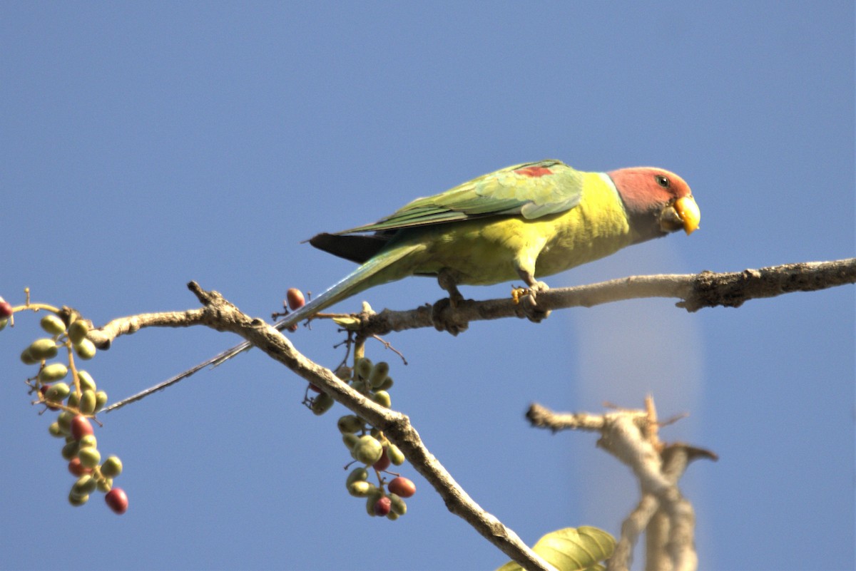 Plum-headed Parakeet - Ajay Sarvagnam