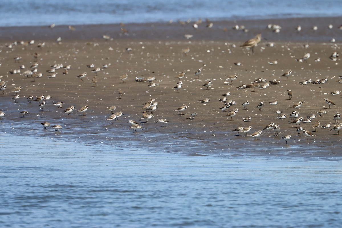 Semipalmated Plover - ML592873361