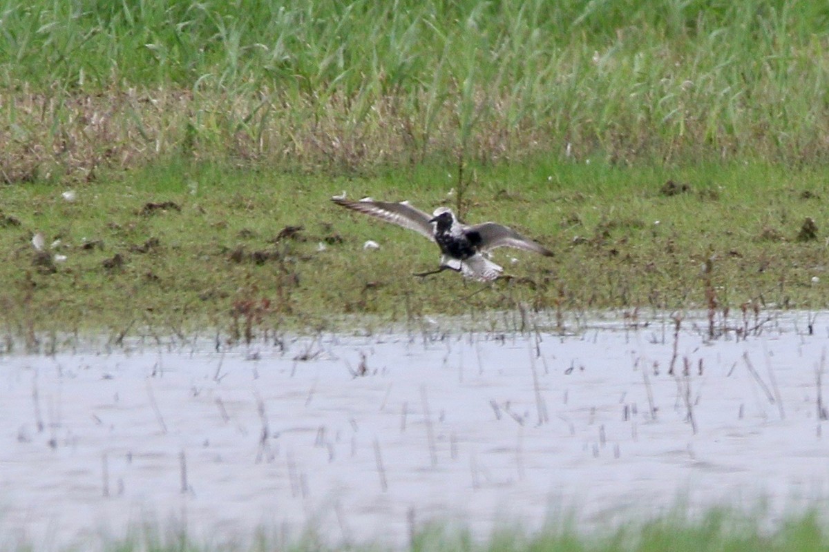 Black-bellied Plover - ML59287361