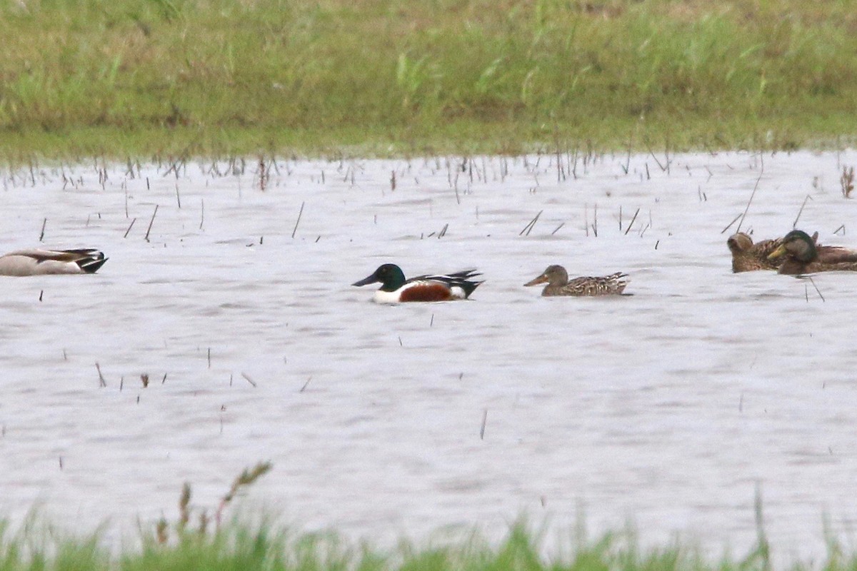Northern Shoveler - ML59287421