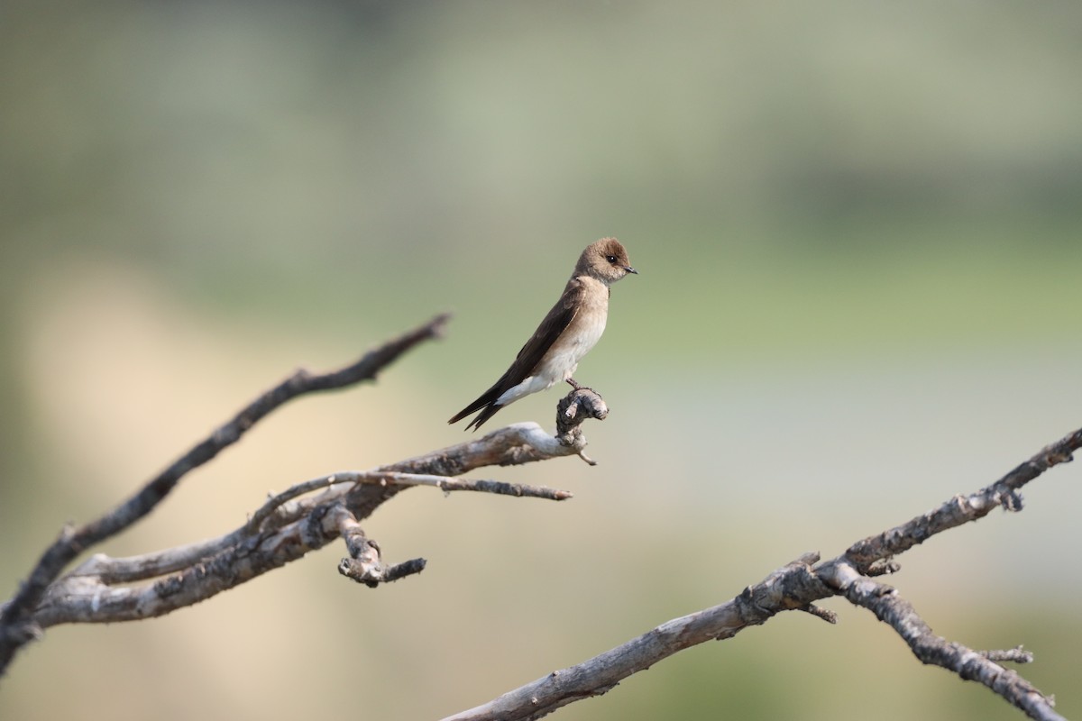 Northern Rough-winged Swallow - ML592874541