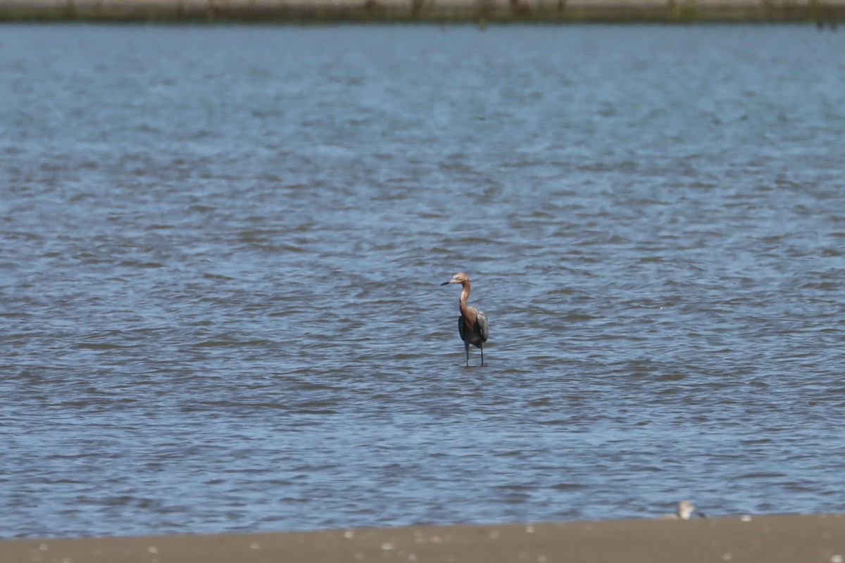 Reddish Egret - ML592874601