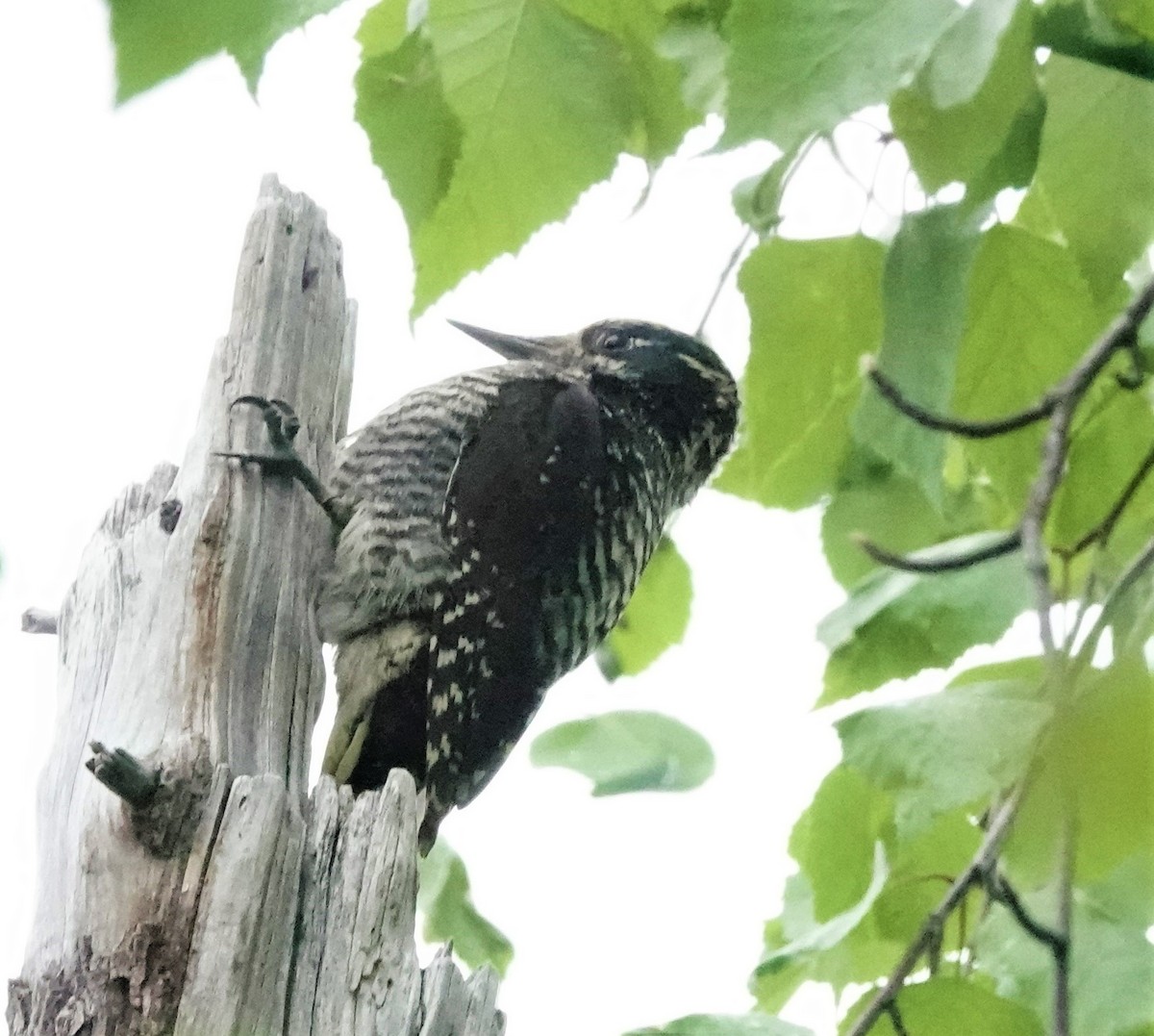 American Three-toed Woodpecker - Rich Wilkens