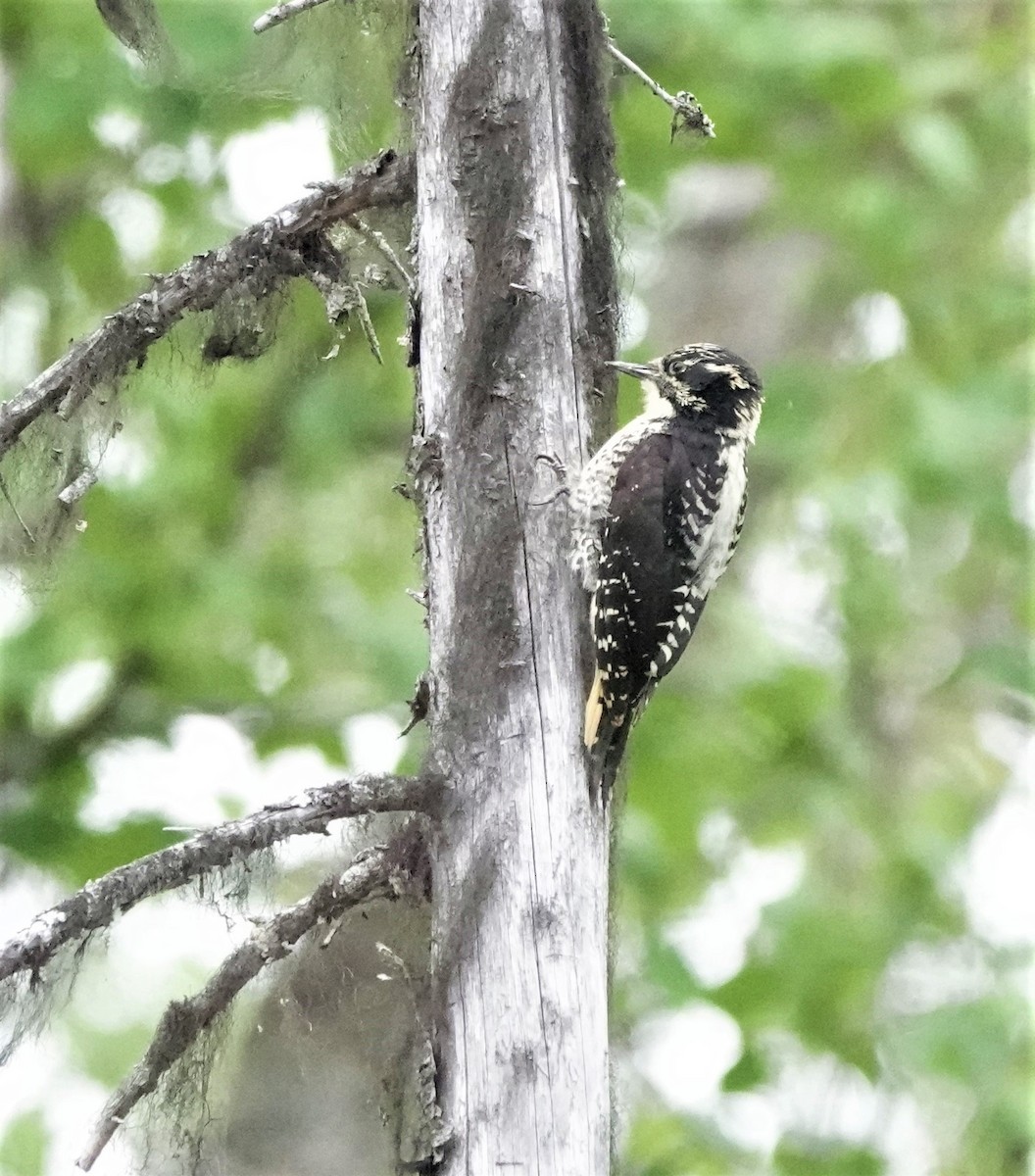 American Three-toed Woodpecker - Rich Wilkens