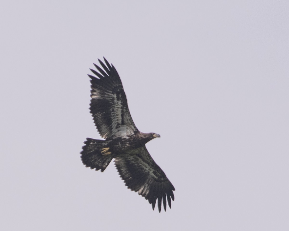 Bald Eagle - Gary Hofing