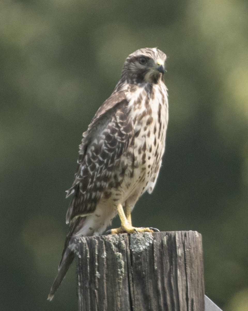 Red-shouldered Hawk - ML592875281