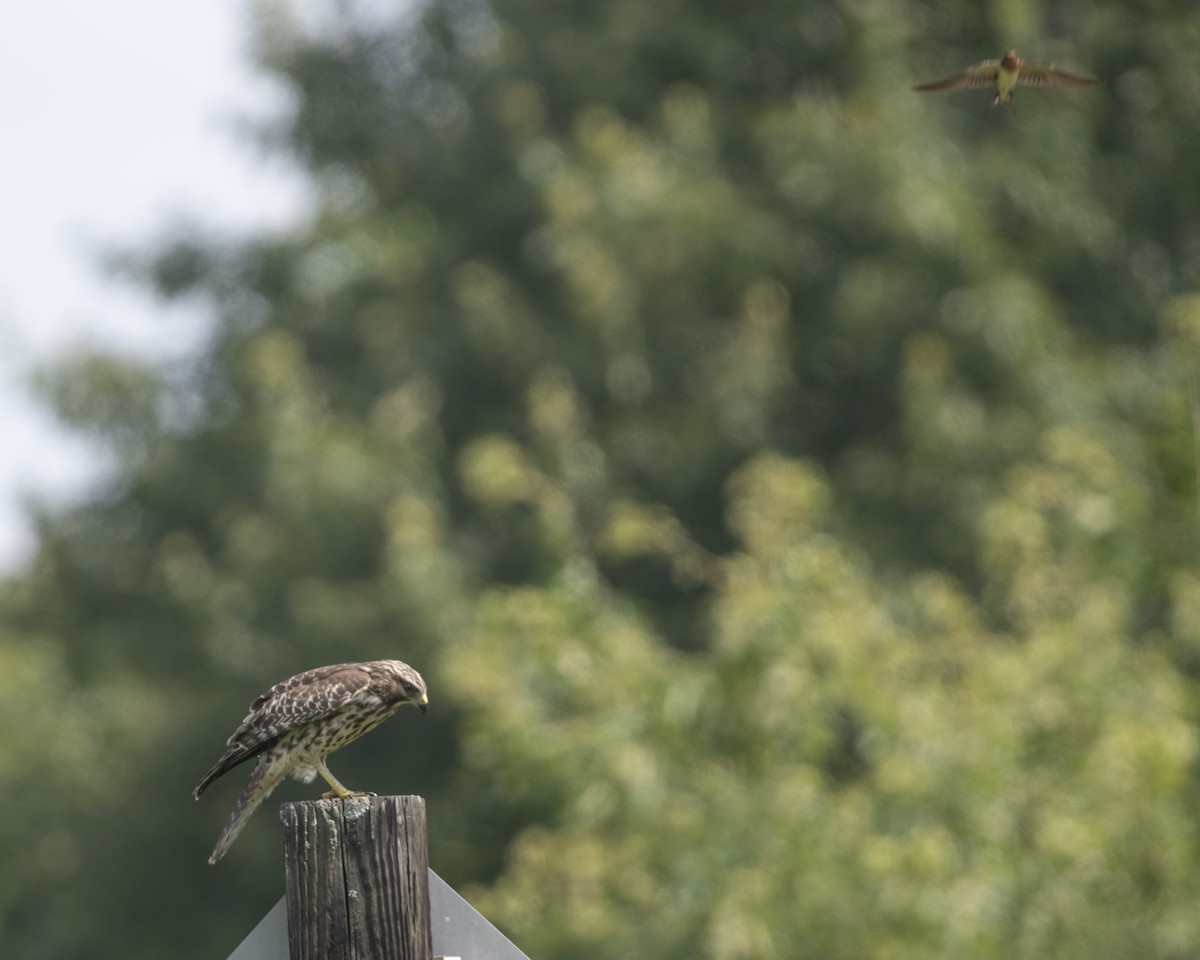 Red-shouldered Hawk - ML592875301