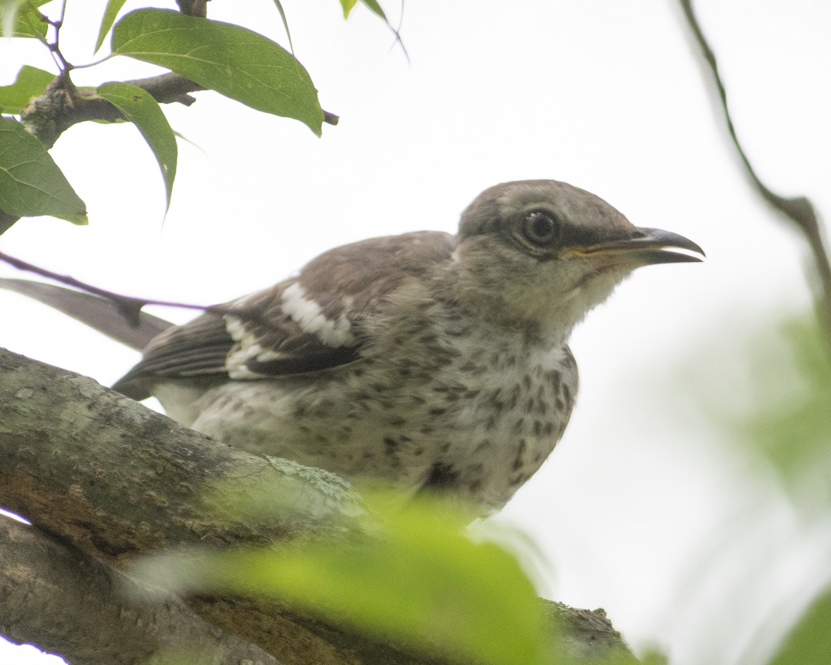 Northern Mockingbird - ML592876221