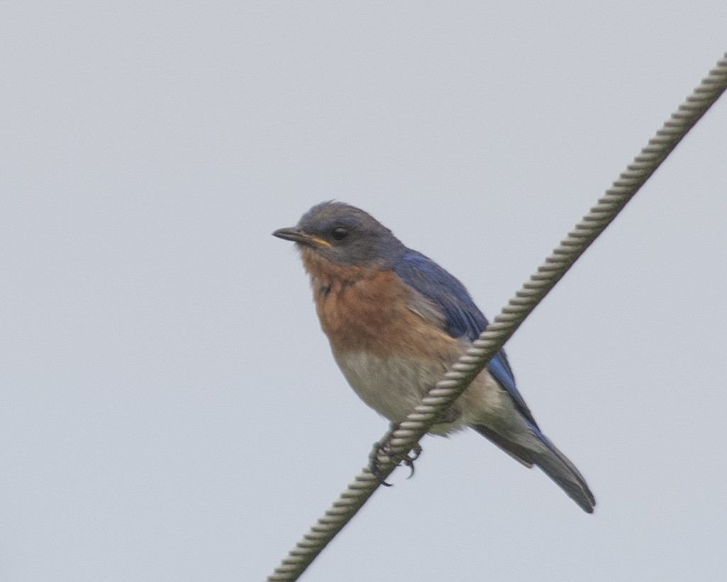 Eastern Bluebird - ML592876301