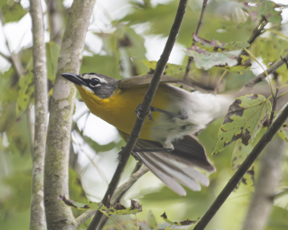 Yellow-breasted Chat - ML592876501