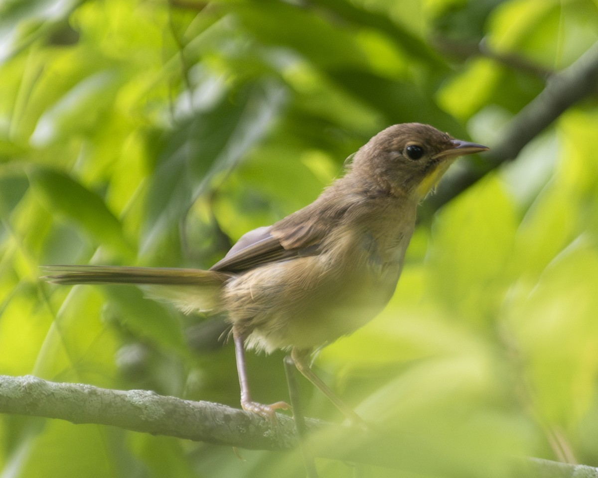 Common Yellowthroat - ML592876871