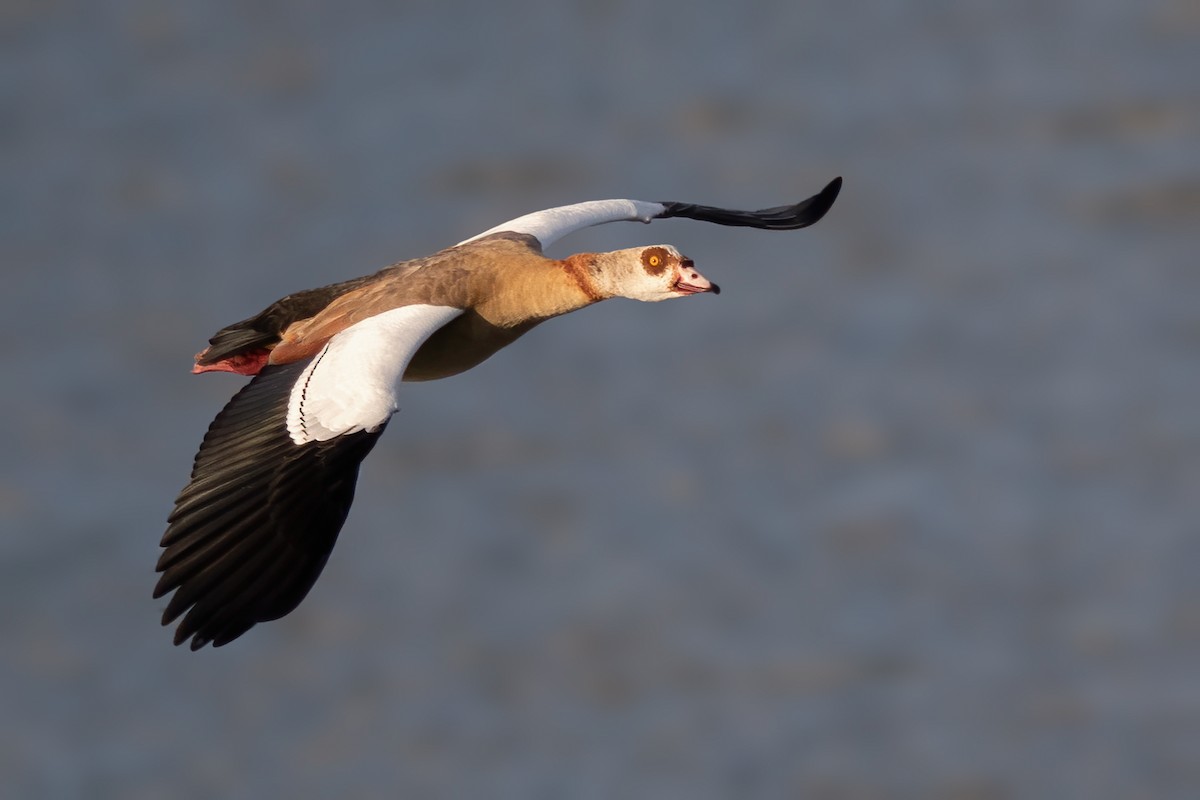 Egyptian Goose - ML592876931