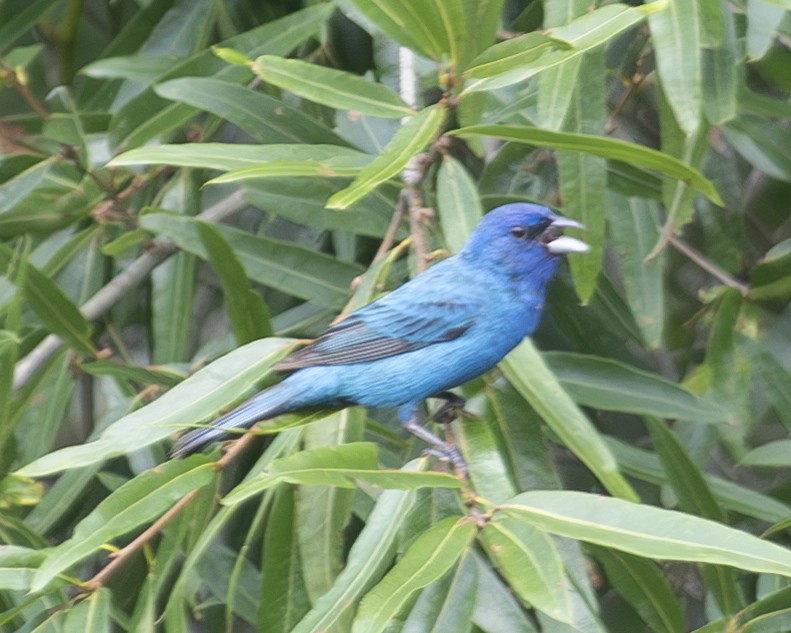 Indigo Bunting - ML592877071