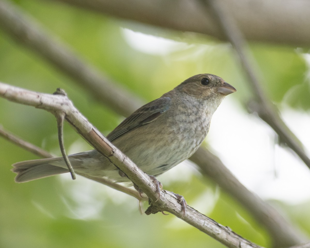 Indigo Bunting - ML592877081