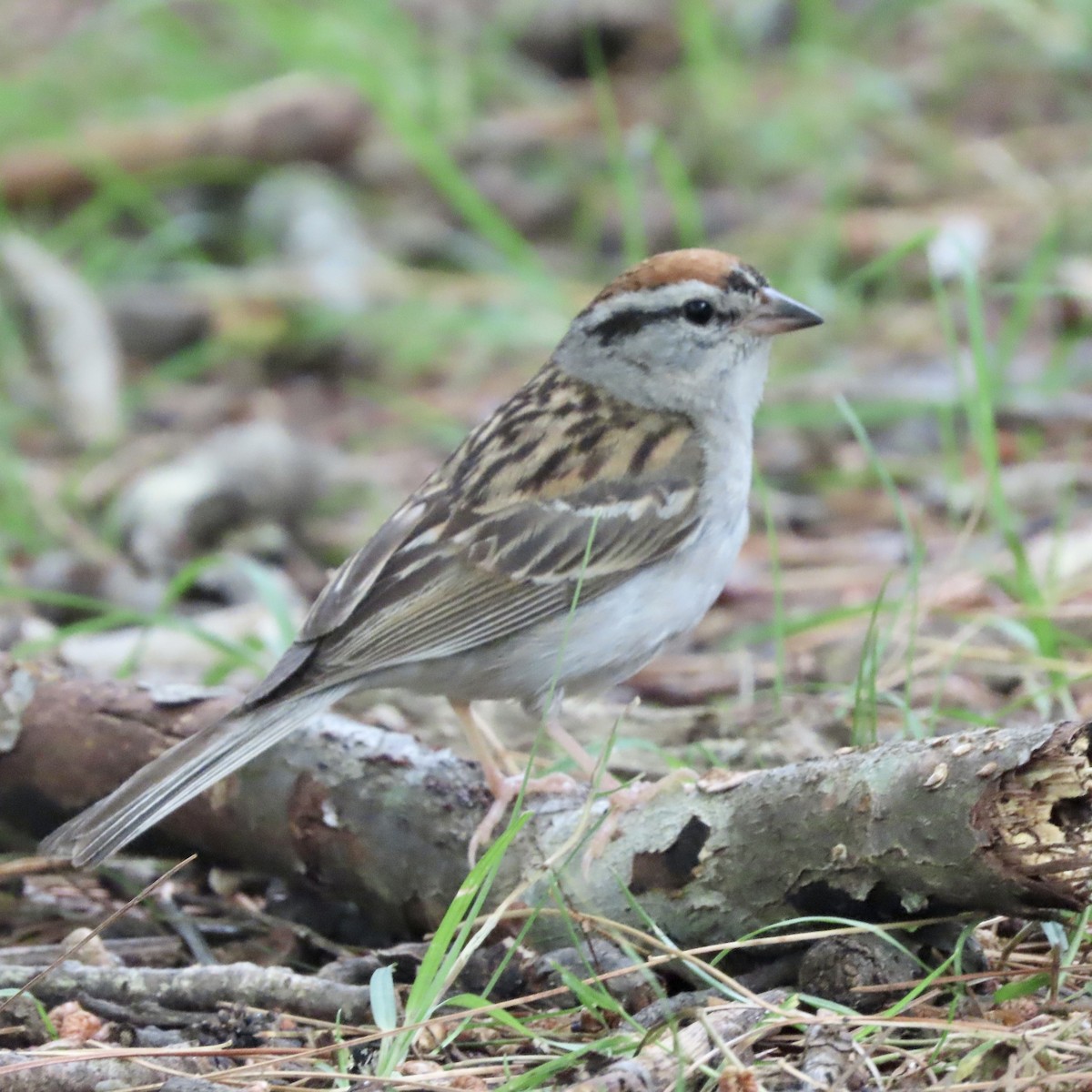 Chipping Sparrow - ML592877691