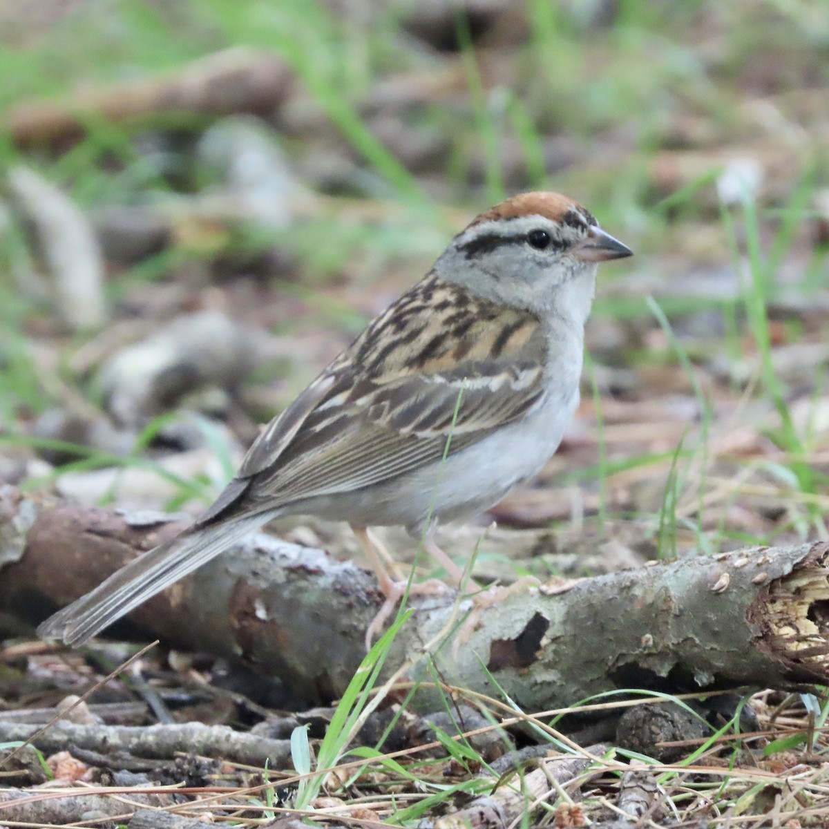 Chipping Sparrow - ML592877701
