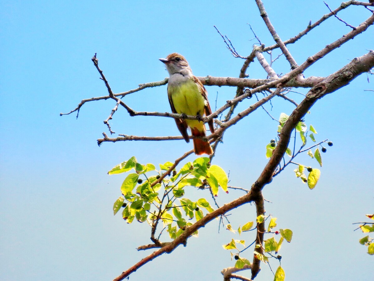 Great Crested Flycatcher - Lindsay McNamara