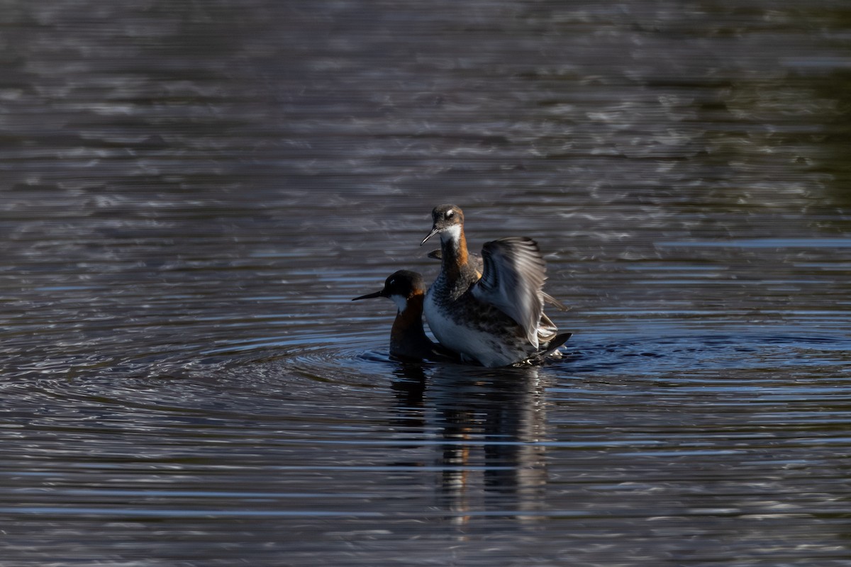 Red-necked Phalarope - ML592878671