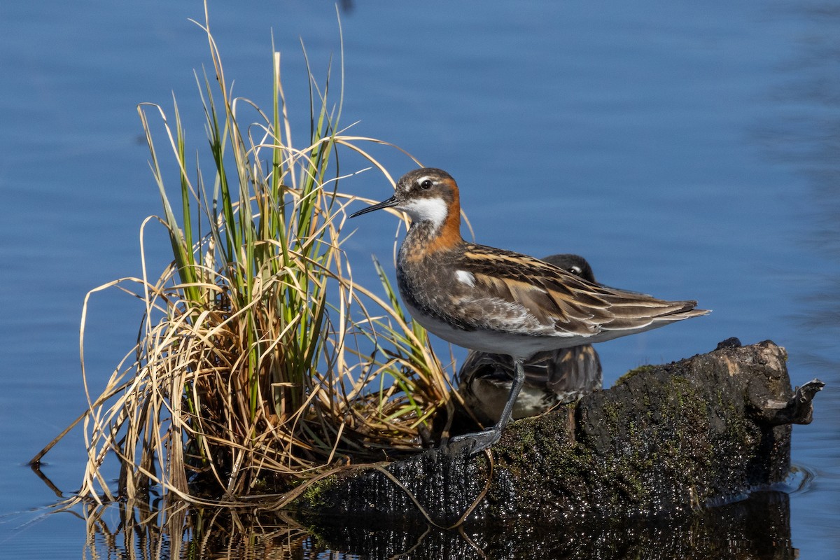 Red-necked Phalarope - ML592878681