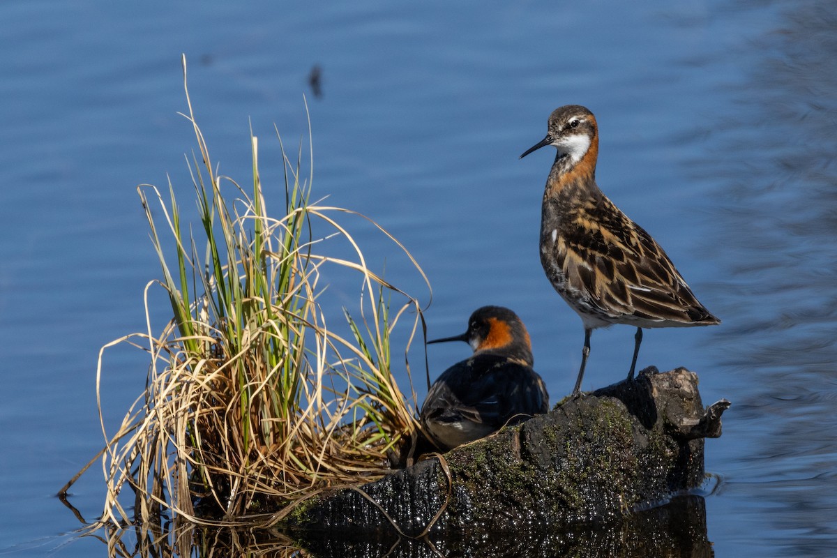 Red-necked Phalarope - ML592878701