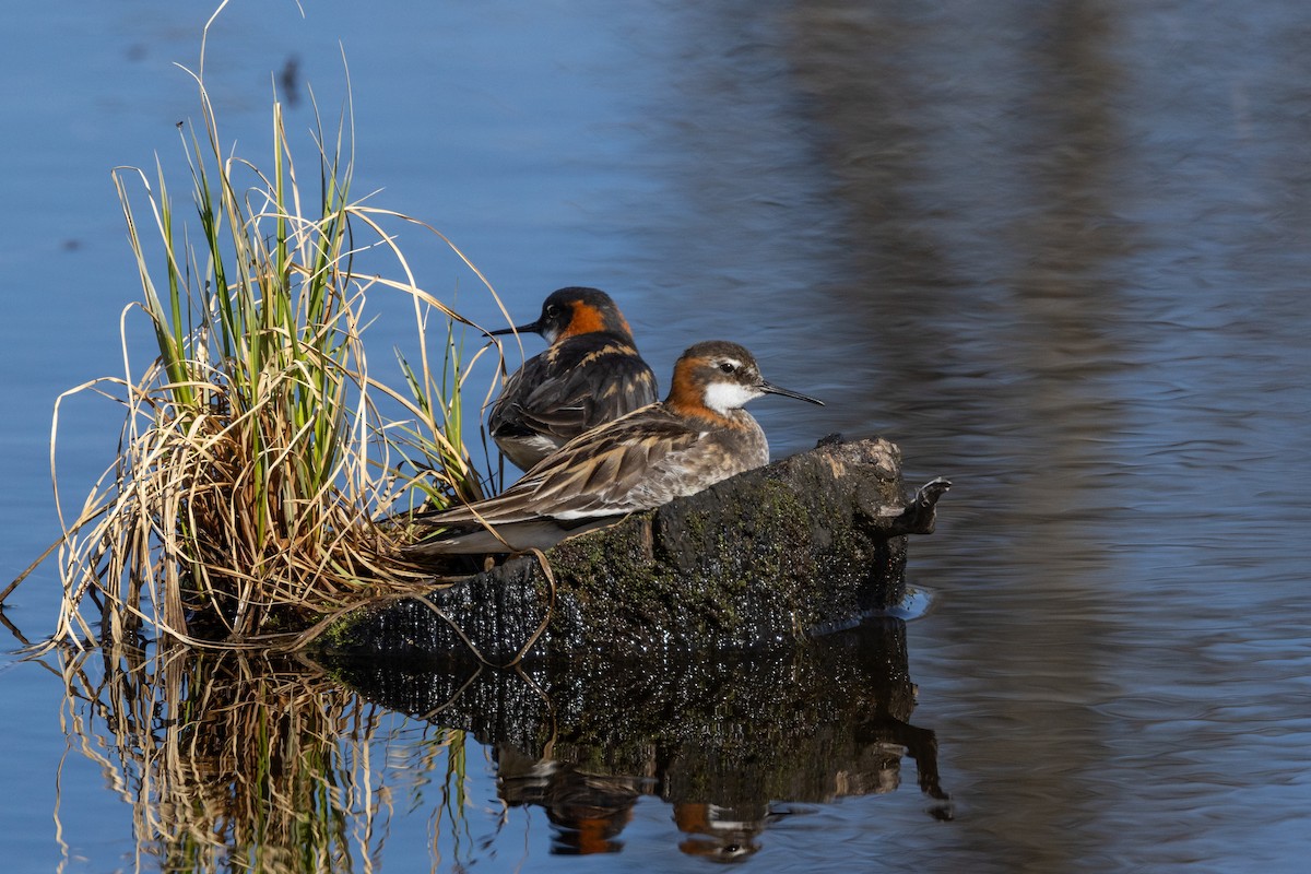 Red-necked Phalarope - ML592878711