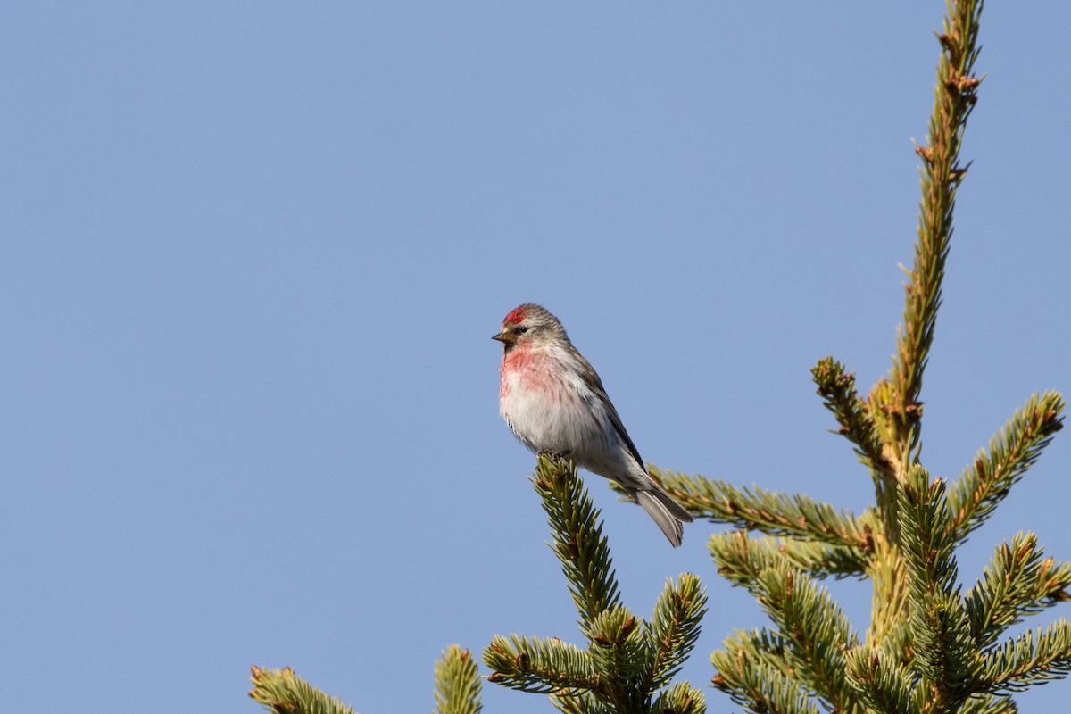 Common Redpoll - ML592879421