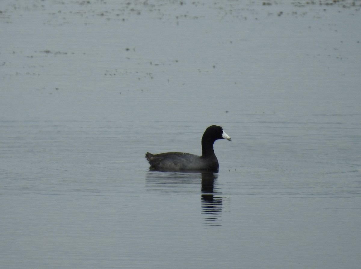 American Coot - ML592879781