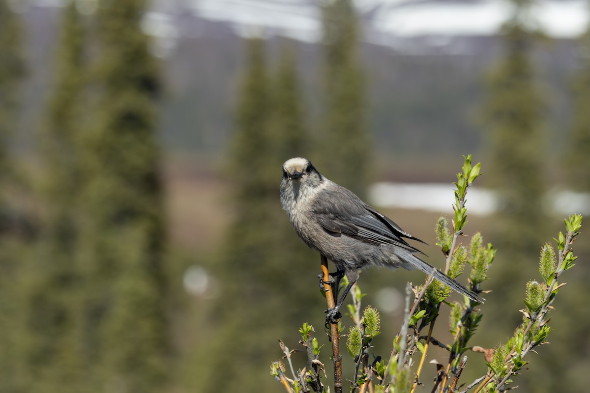 Canada Jay - Anya Auerbach