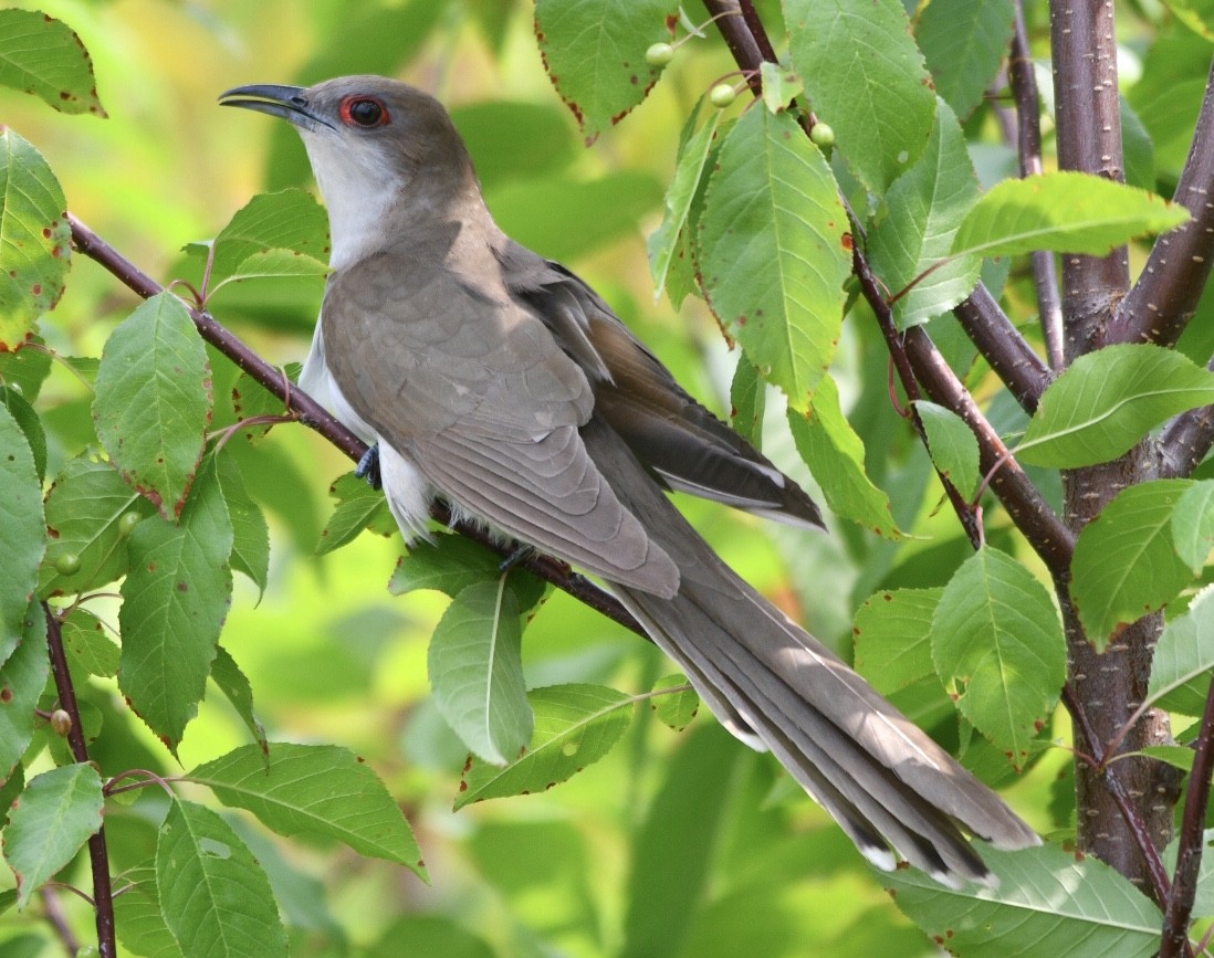 Black-billed Cuckoo - Ben Baldwin