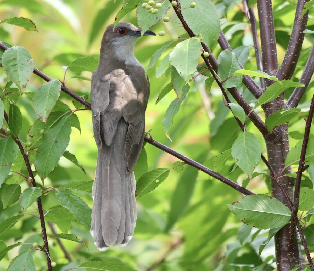 Black-billed Cuckoo - ML592880641