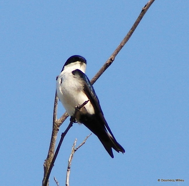 Blue-and-white Swallow - ML59288131