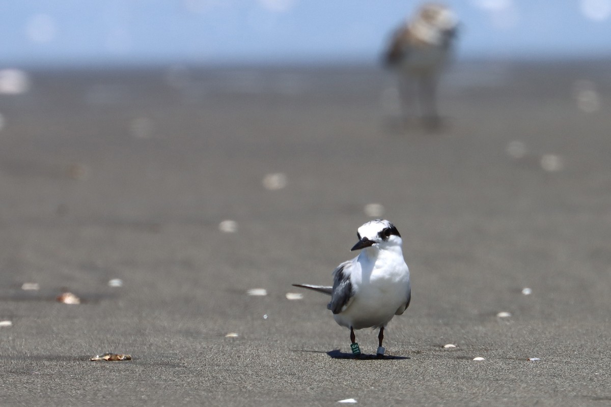 Least Tern - ML592881311