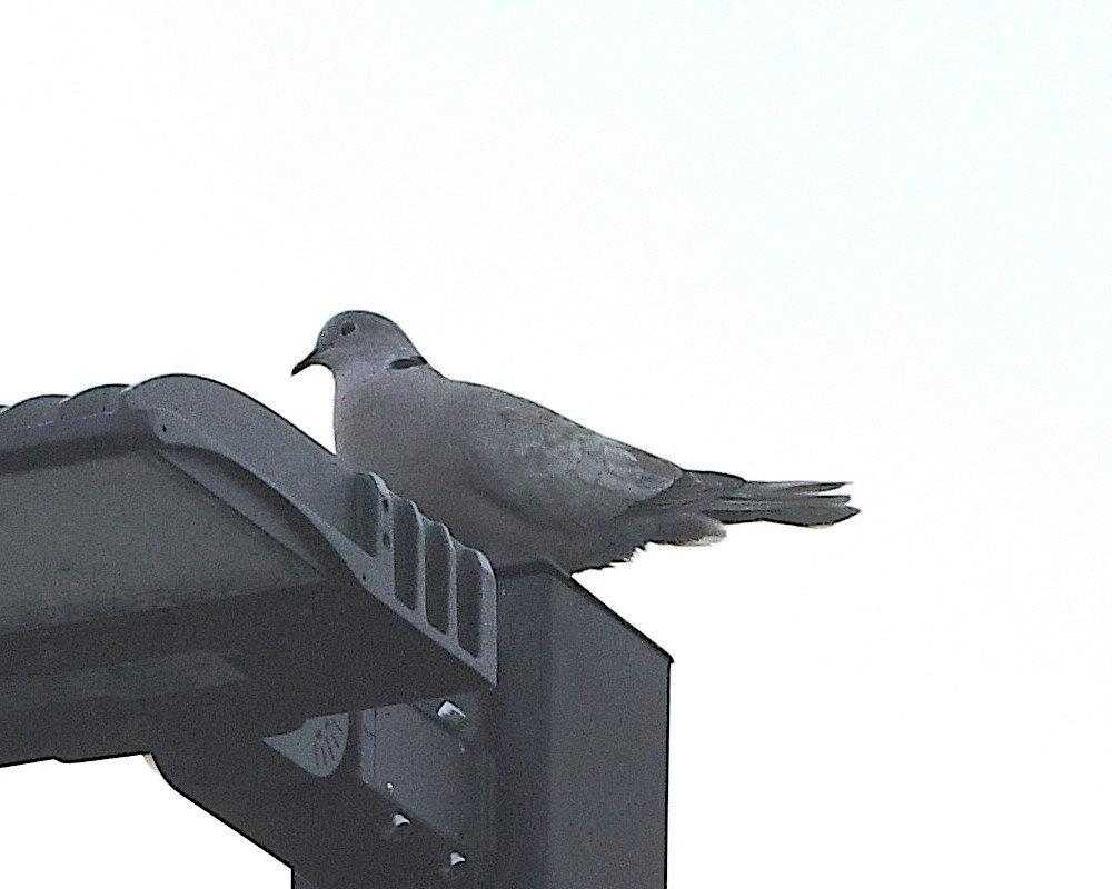 Eurasian Collared-Dove - Ted Wolff