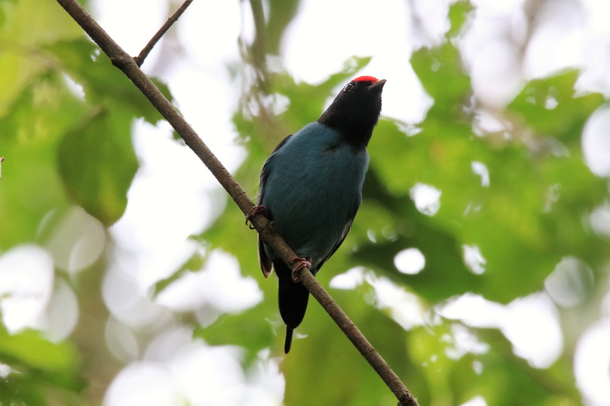 Swallow-tailed Manakin - ML592881381