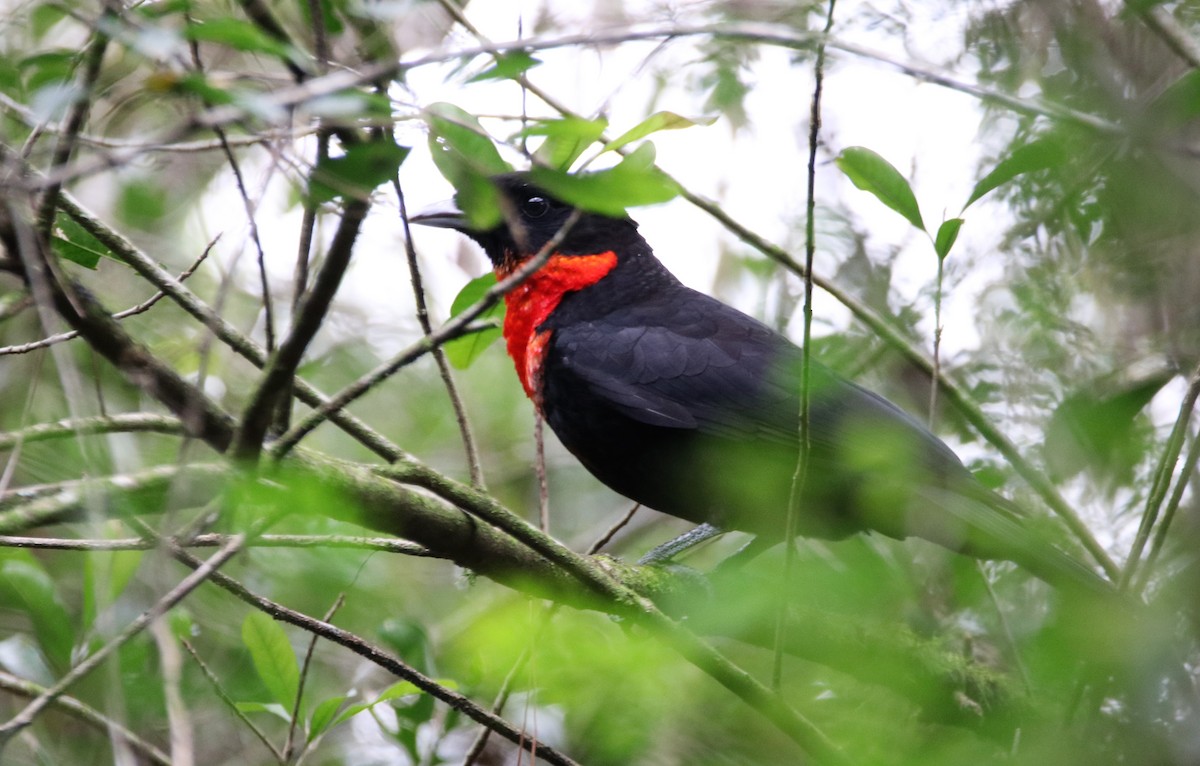 Red-ruffed Fruitcrow - ML592881461