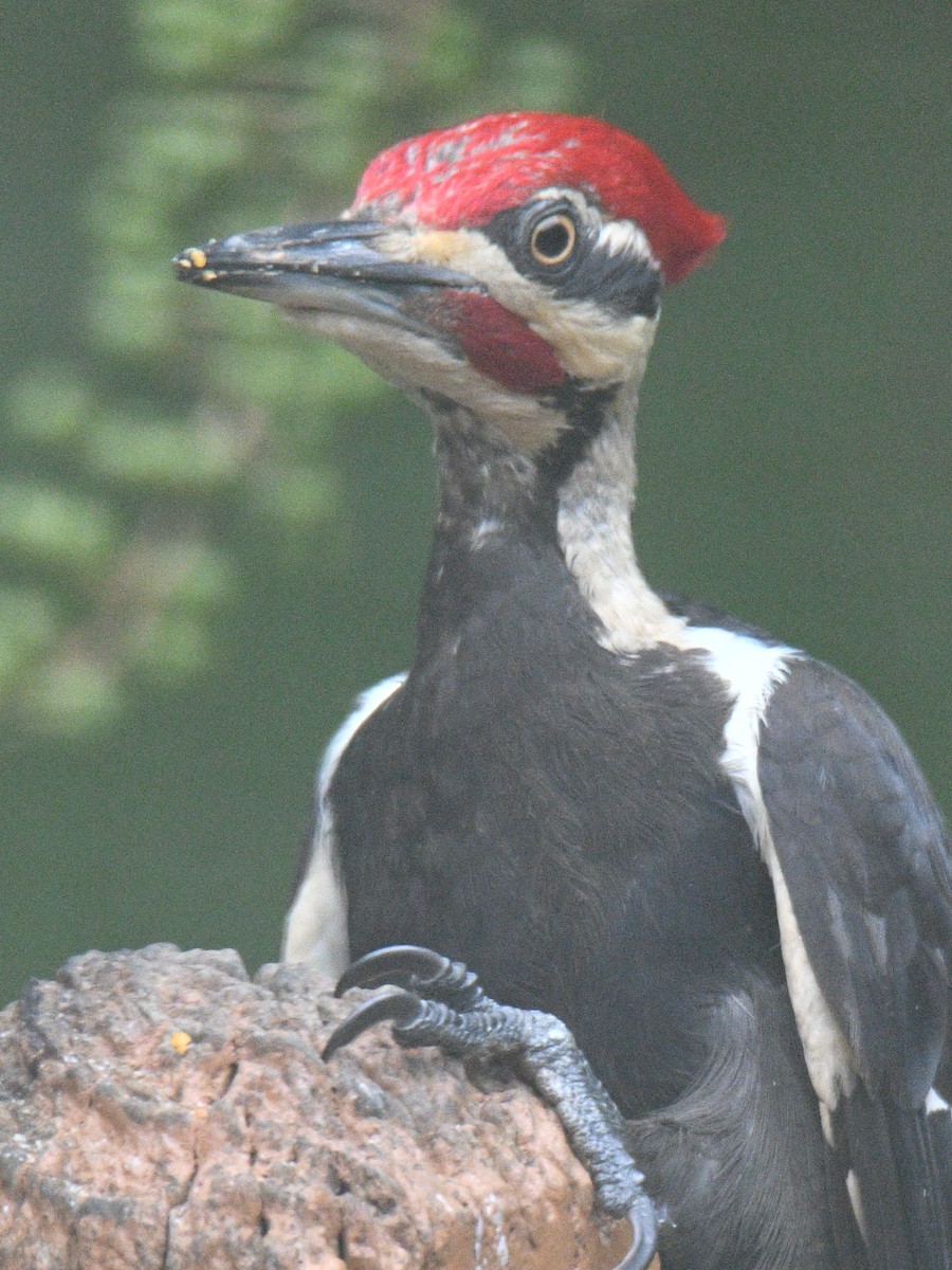 Pileated Woodpecker - Michael Cheves