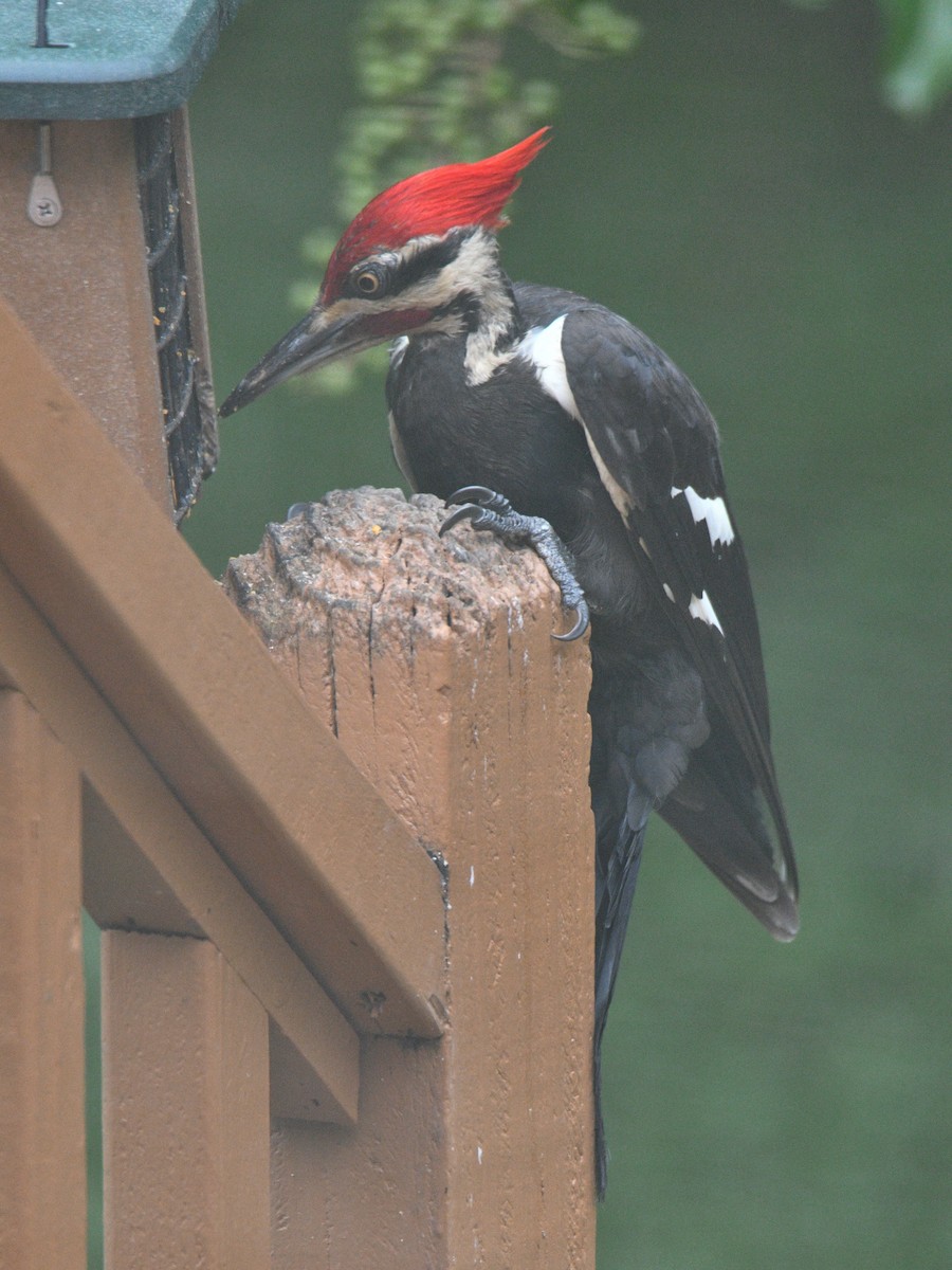 Pileated Woodpecker - Michael Cheves