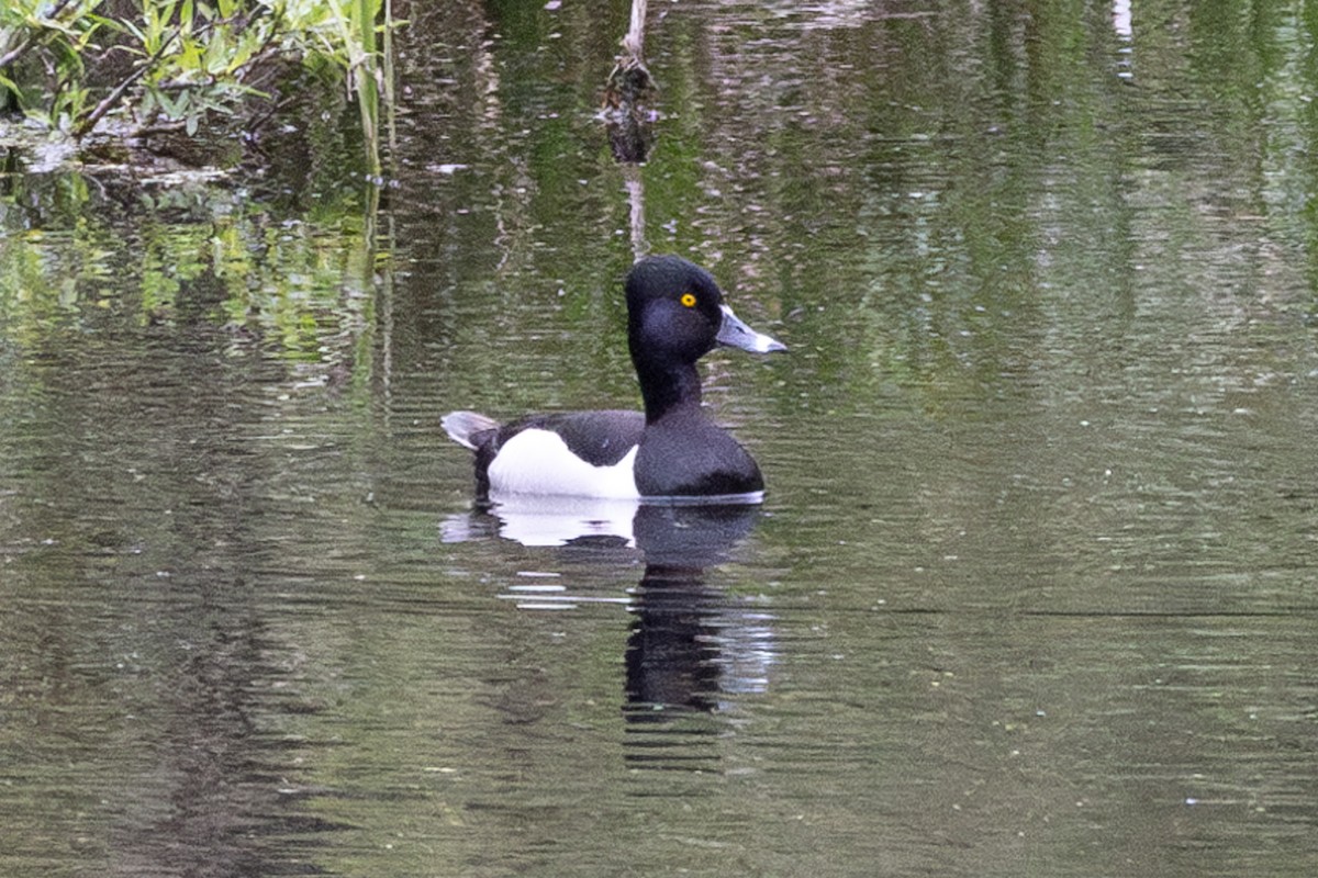 Ring-necked Duck - ML592882551