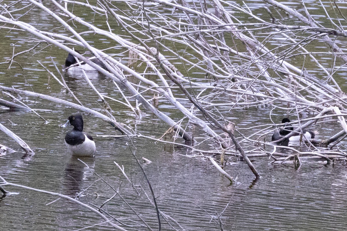 Ring-necked Duck - ML592882571