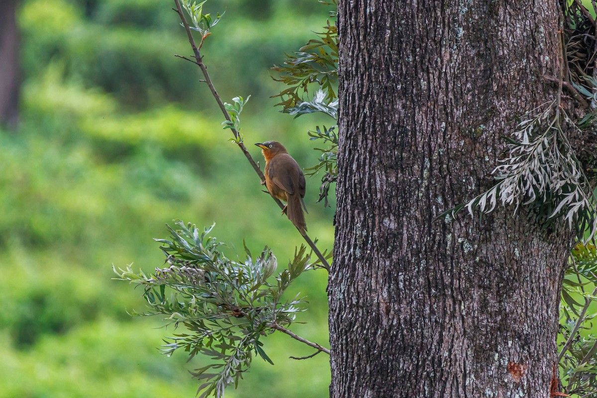 Rufous Babbler - ML592882851