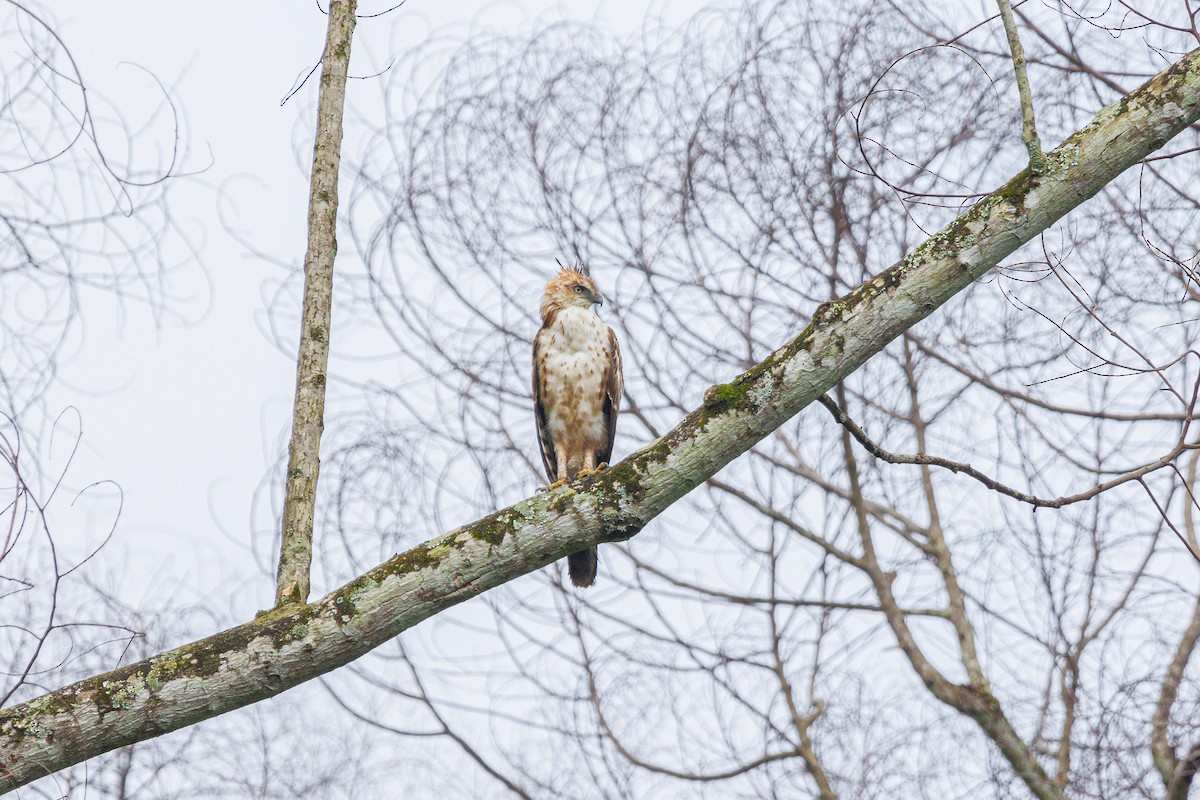 Changeable Hawk-Eagle - ML592883311