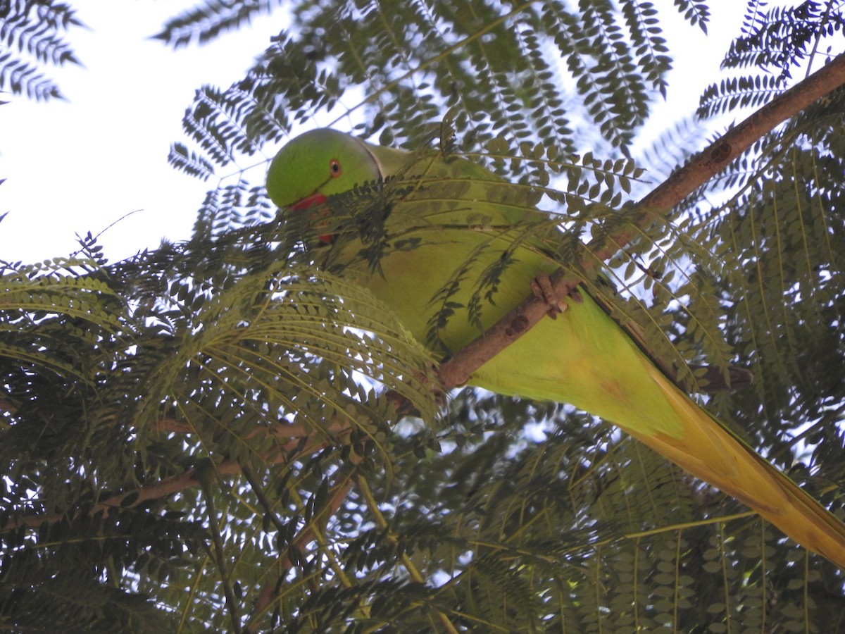 Rose-ringed Parakeet - ML592883901