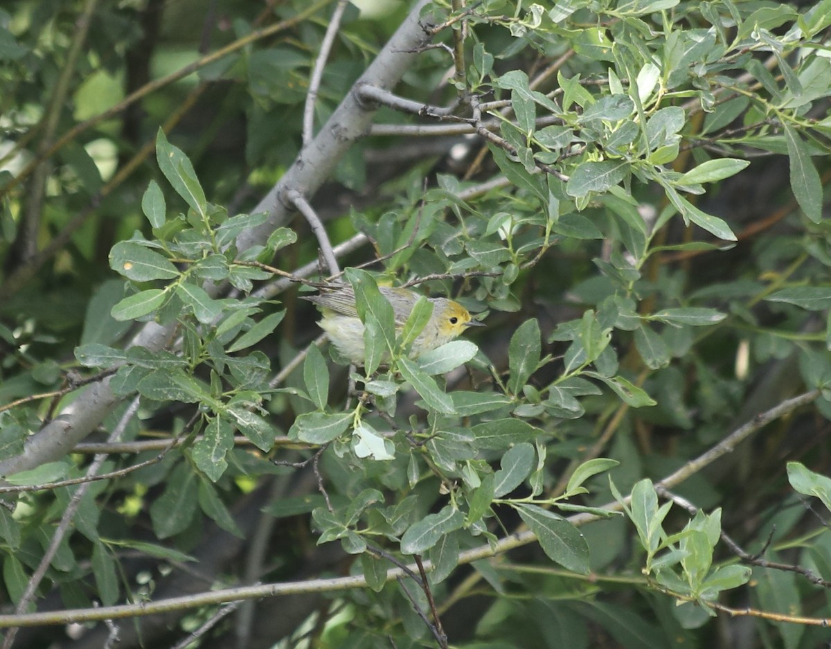 new world warbler sp. - Patricia Barry